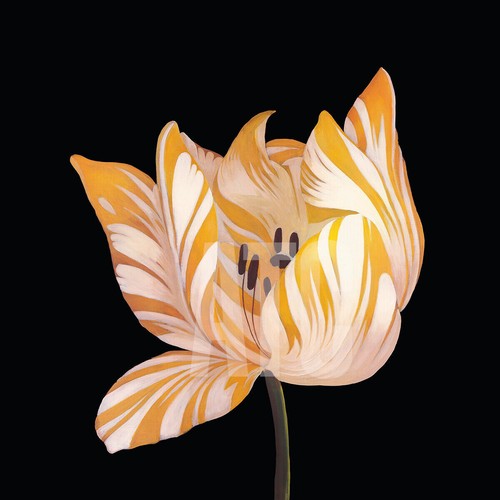36w x36h parrot tulip - parrot, study